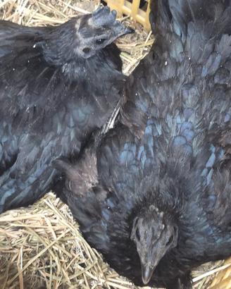 Pulcini cemani in purezza