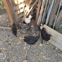 Galline di 6 mesi incroci marans