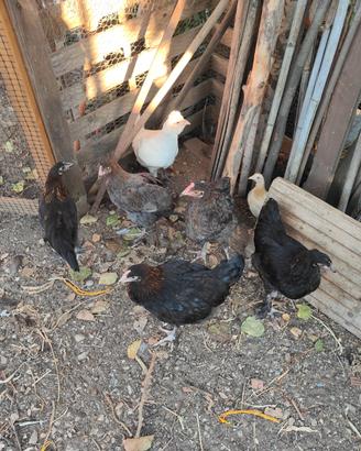 Galline di 6 mesi incroci marans