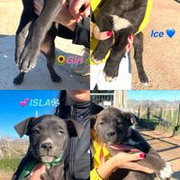 Cuccioli meticci pit in adozione