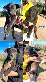 Cuccioli meticci pit in adozione