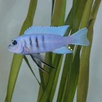 Pesci acquario ciclidi africani MALAWI