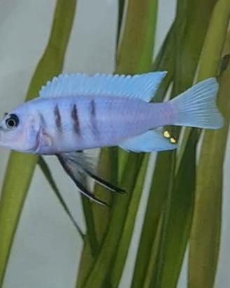 Pesci acquario ciclidi africani MALAWI