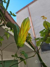 Talea Frutto del drago