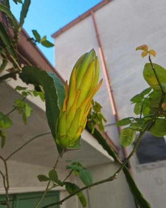 Talea Frutto del drago