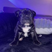 Cuccioli bulldog francese