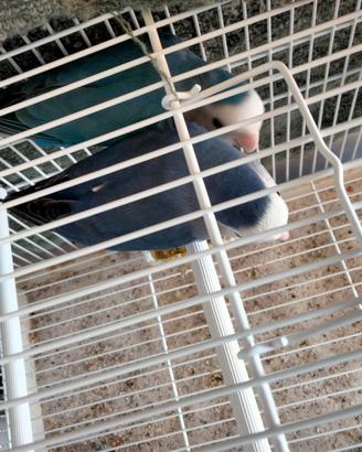 Coppie di Pappagalli inseparabili