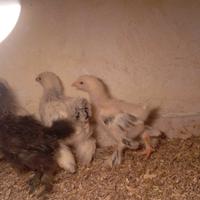 Pulcini brahma e moroseta