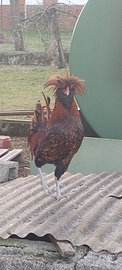 Gallo Padovano
