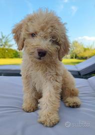 Lagotto Romagnolo cuccioli con pedigree