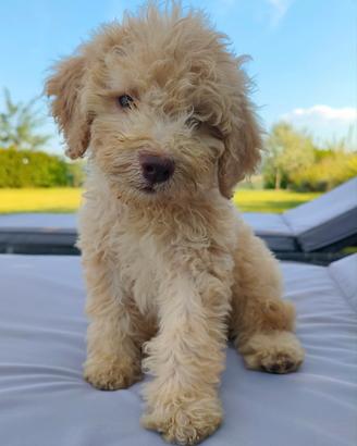 Lagotto Romagnolo cuccioli con pedigree