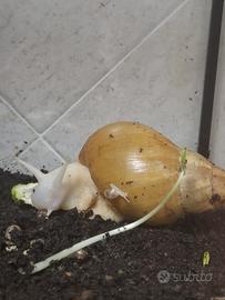 Lumache giganti (Lissachatina Fulica Jadazi)