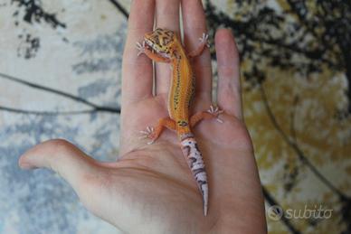 Geco leopardino