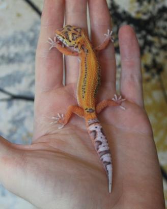 Geco leopardino