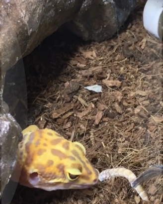 Geco Leopardino