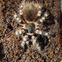 Acanthoscurria geniculata