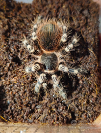 Acanthoscurria geniculata