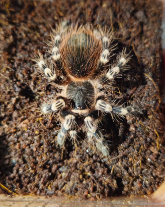 Acanthoscurria geniculata