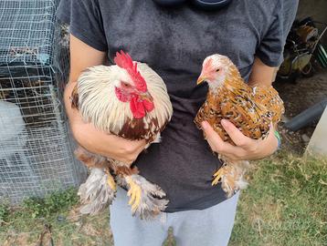 Trio Di Cocincina Nana