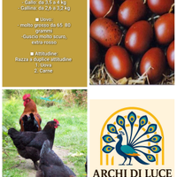 Galline marans