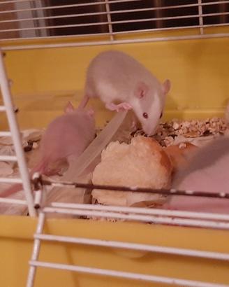 Ratti vari, da compagnia o da pasto A surgelati