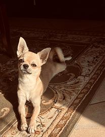 Chihuahua maschio