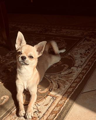 Chihuahua maschio