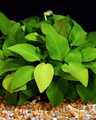 piante per laghetto e acquario