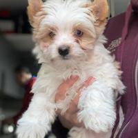 Biewer Yorkshire terrier