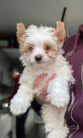 Biewer Yorkshire terrier