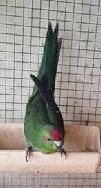 Kakariki mutazione geezmond