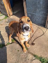 Cucciolo da caccia o compagnia