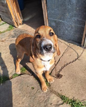 Cucciolo da caccia o compagnia