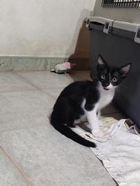 Teddy gattino 2 mesi