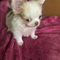 Micro chihuahua toy da adulto 1 kilo