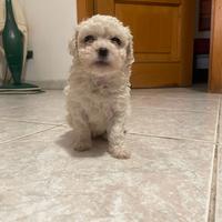 Cuccioli di maltipoo ultima femmina
