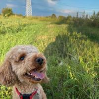 Barboncino nano per accoppiamento