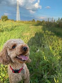 Barboncino nano per accoppiamento