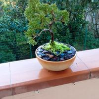 bonsai di ginepro stile yamadory 