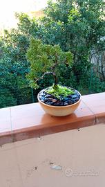 bonsai di ginepro stile yamadory 