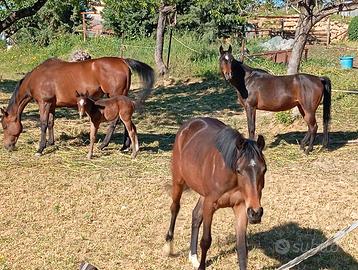 Cavalle