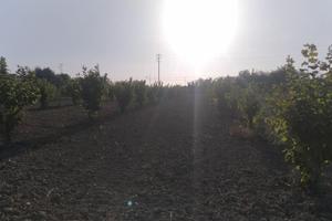 Cascinetta e Nocciole