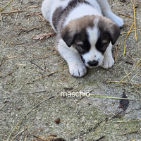 Cuccioli pastore del caucaso x kangal