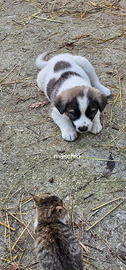 Cuccioli pastore del caucaso x kangal