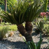 Cycas revoluta | PIANTE ESOTICHE