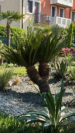 Cycas revoluta | PIANTE ESOTICHE