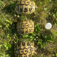 Tartarughe Hermanni Boettgeri