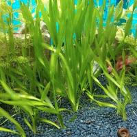 Vallisneria spiralis n.piante  10+2 in omaggio