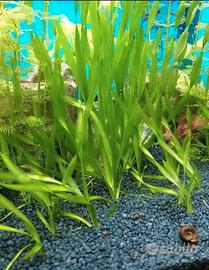 Vallisneria spiralis n.piante  10+2 in omaggio