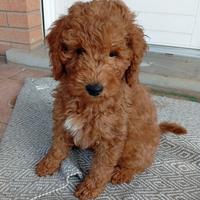 Barboncini taglia media